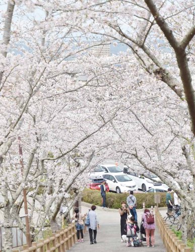 見頃を迎えた城山公園の桜＝２４日、館山市