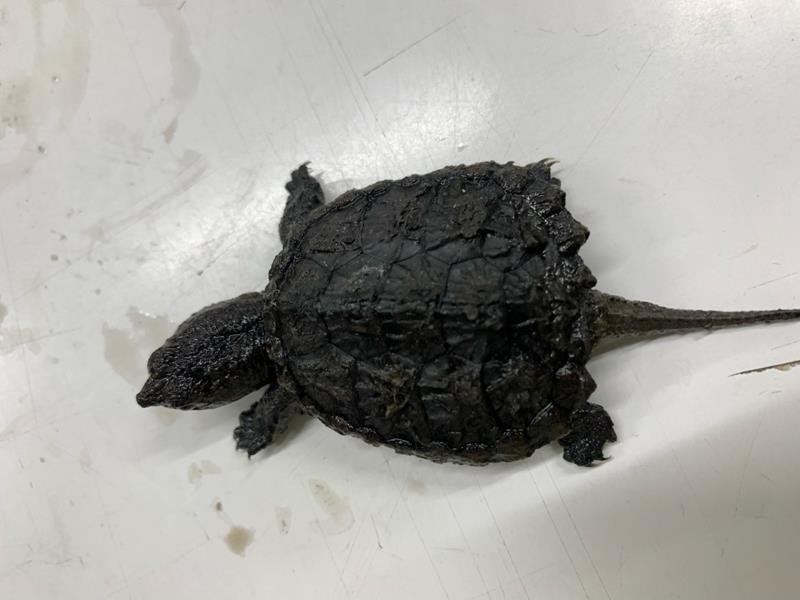 危険なカメ相次ぎ発見　多古でワニガメ　船橋にカミツキガメ　捨てられた？注意呼びかけ