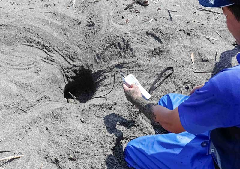 アカウミガメ、鴨川の海岸に産卵　シーワールドが今年初確認