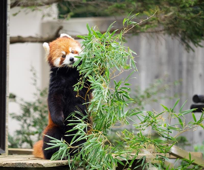 風太の孫娘のみい。千葉市動物公園で会える（千葉市動物公園提供）
