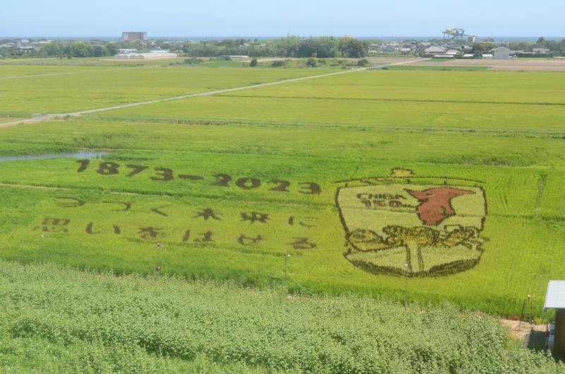 「チーバくん」くっきり　田んぼアート見頃に　県誕生１５０周年記念　山武で鑑賞祭 