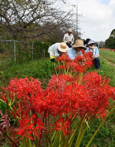 あでやか５万７千本　ヒガンバナ見頃　香取