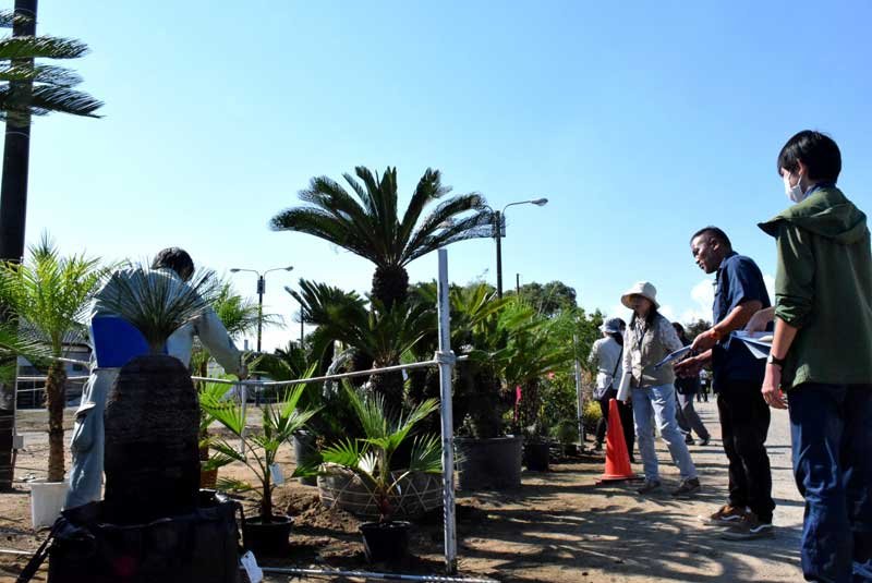 “植木のまち”に造形樹・鉢物２０４点集結　匝瑳で千葉県共進会の審査会　最高賞に石田さん