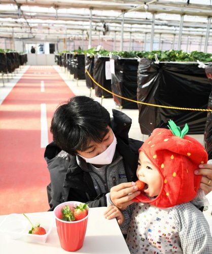 ＪＡＬアグリポートでイチゴ狩りを楽しむ親子＝成田市
