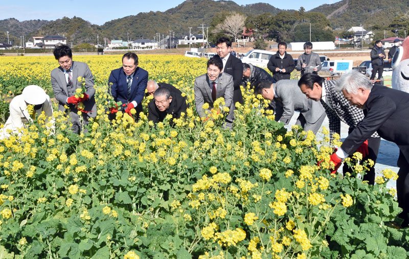一足早く「春」感じて！　鴨川に黄色い花じゅうたん　「菜な畑ロード」オープン