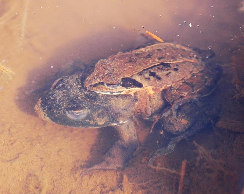 ウシガエル　食用として米国から移入　成田篤彦　【房総の草木虫魚】（４１６）