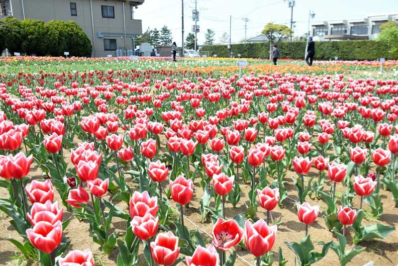 春彩る風物詩　色とりどりチューリップ続々開花　匝瑳で祭り開幕