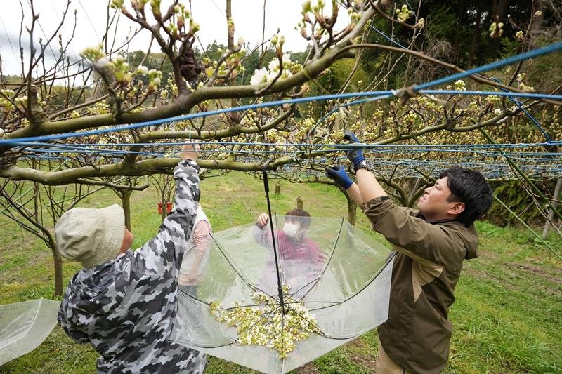 梨の花のつぼみを摘み取る障害者や施設職員＝いすみ市岬町谷上
