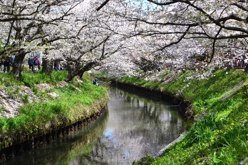 「春の嵐」耐え、桜の見頃続く　船橋・海老川沿いの並木道