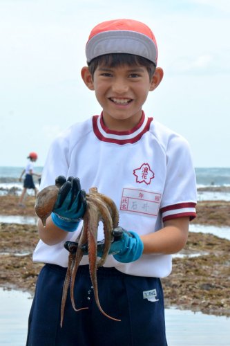 海の生き物み～つけた！　カニや小魚、タコＧＥＴ　いすみ浪花小　磯観察