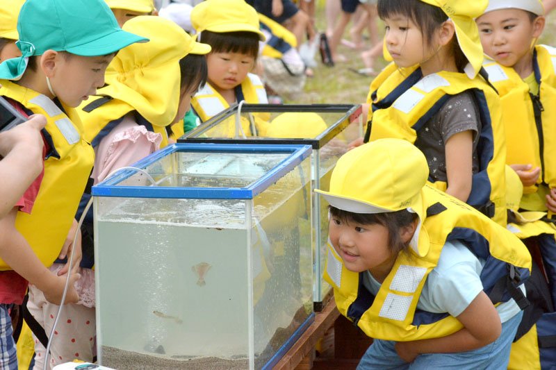 ヒラメ稚魚１０００匹放流　勝浦　興津海岸で小学生ら