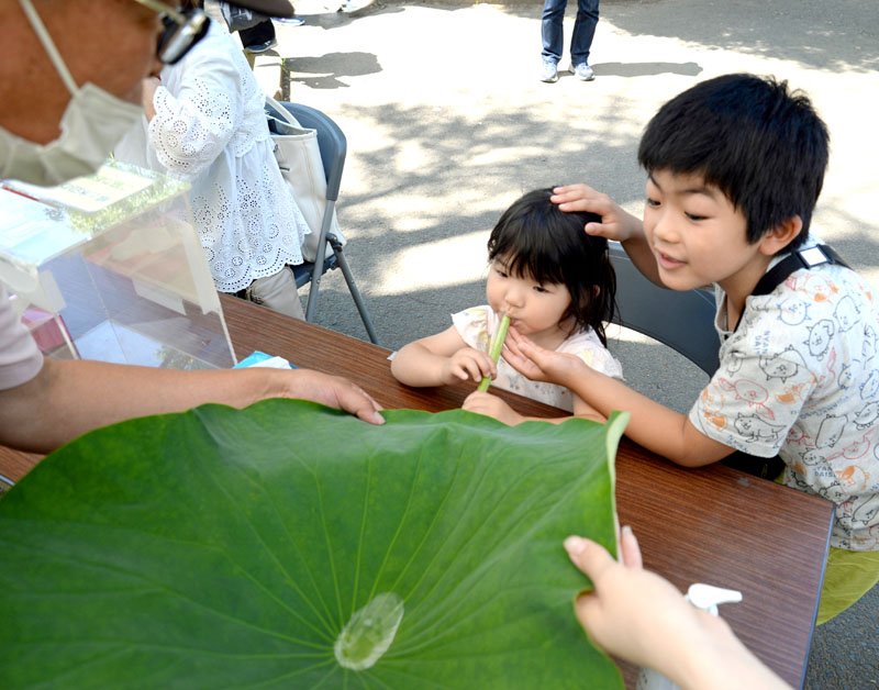 千葉公園で始まった「大賀ハスまつり」で、ハスの葉に飲み物を注ぎ、茎をストローにして飲み干す人気イベント「象鼻（ぞうび）杯」を体験するきょうだい＝１５日、千葉市中央区