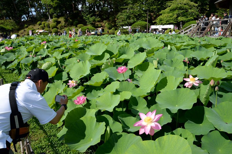 オオガハス優雅に観賞　千葉公園で「まつり」開幕　２３日まで、人気の象鼻杯体験も