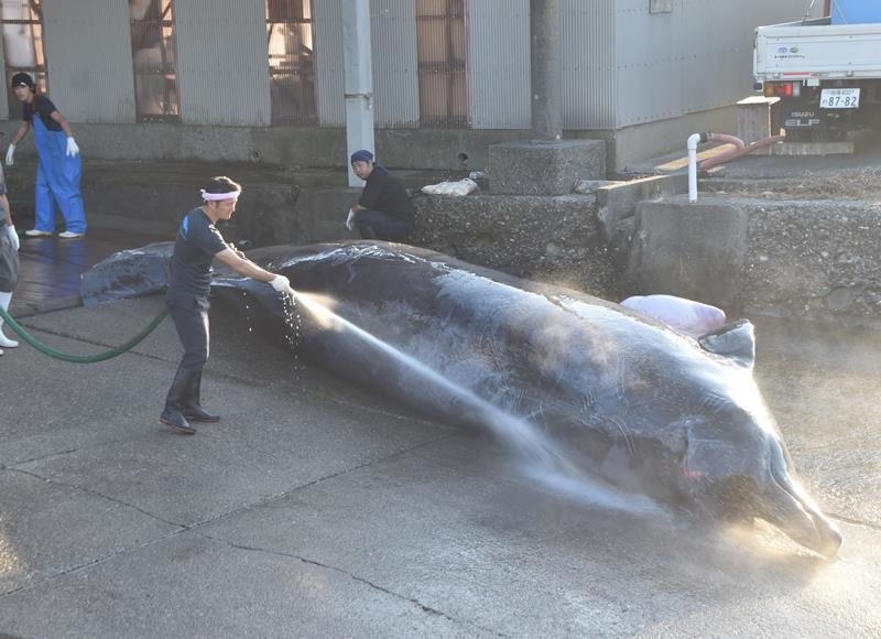 今季初水揚げされた雌のツチクジラ＝６日、南房総市