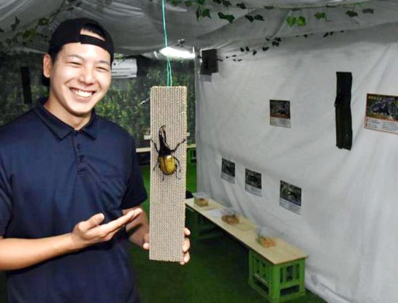 ヘラクレスオオカブトを触れる「ＴＯＭＵＳＨＩのカブクワすごいぞ‼ｉｎ船橋競馬場」＝船橋市
