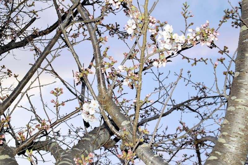 昨年春の銚子市内のソメイヨシノ。開花観測は４月１日だった
