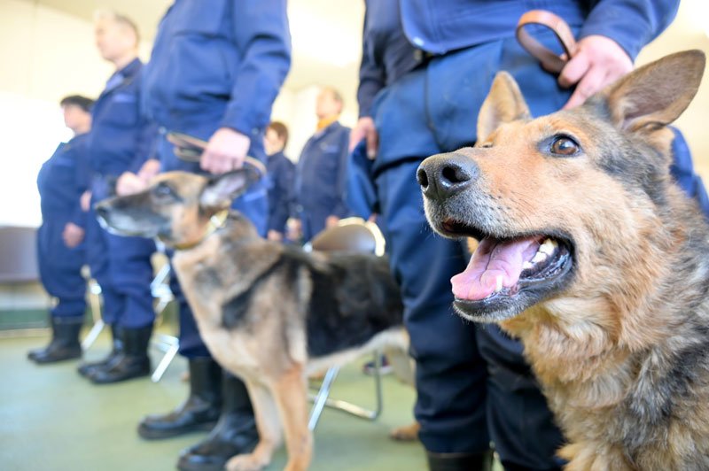 嘱託警察犬と訓練士に嘱託書が交付された。嘱託されたシェパードのサラちゃん（右）＝１９日、成田市三里塚光ケ丘