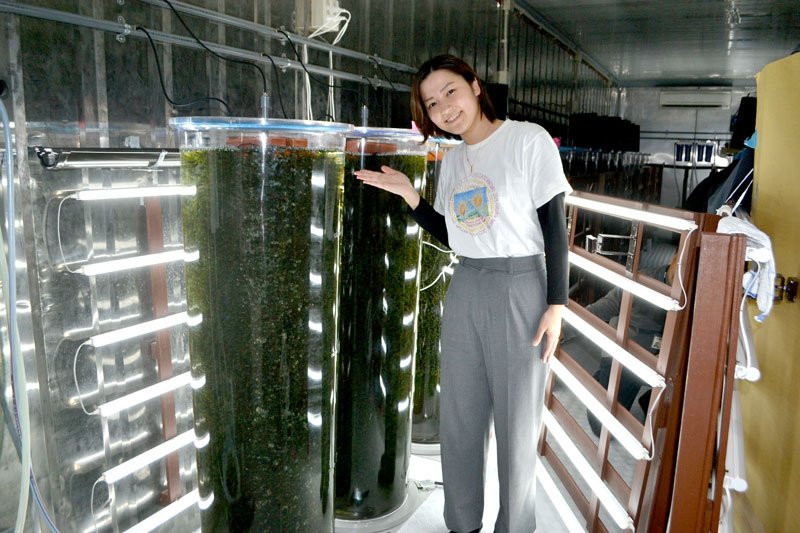 岩渕薬品が取り組んでいる海ぶどう養殖の様子。円柱形の水槽に光を当てて育てる＝四街道市