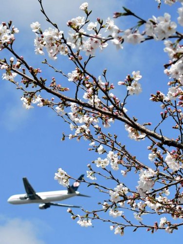 成田市さくらの山が“春色”に染まった。成田空港の滑走路にほど近く、真上を見上げれば離着陸機とのコラボレーションも。日本の空の玄関口にある桜の名所は、大勢の人でにぎわいを見せている＝同市