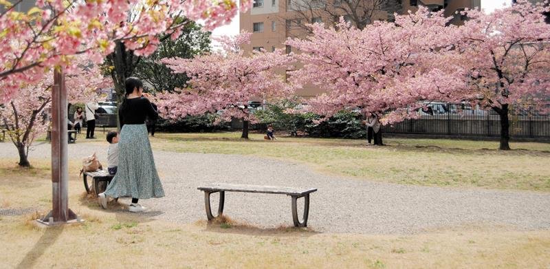 千葉県内春の陽気　４月並み、鴨川や市原で２０度超え