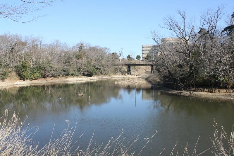 生態園内にある舟田池＝千葉市中央区
