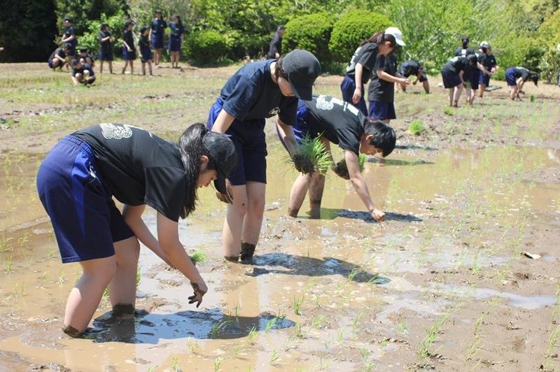 田植え体験をする勝浦中２年生＝勝浦市（提供写真）
