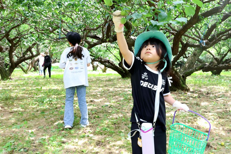 梅の収穫を体験する参加者＝７日、横芝光町