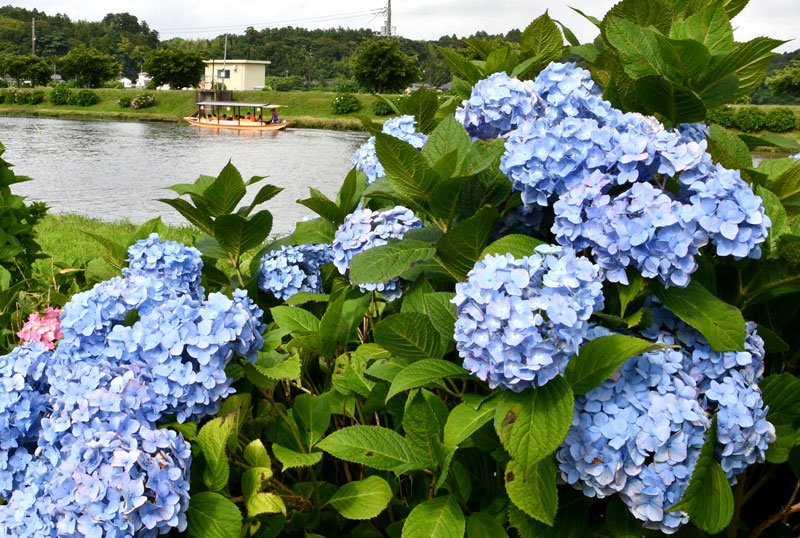 初夏彩るあじさい祭り　「竹コースター」笑顔咲かす　多古