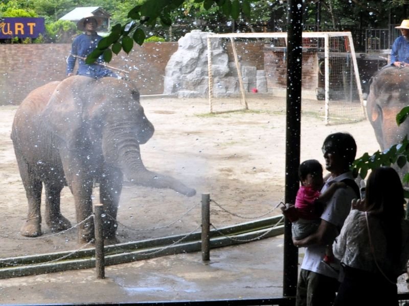 豪快なスプラッシュに歓声　市原ぞうの国、水浴びイベント　酷暑で前倒しスタート