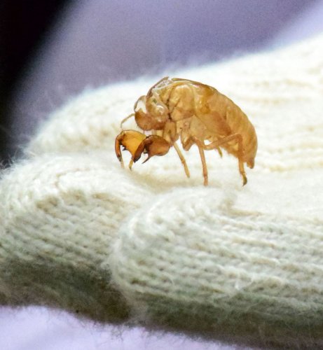 ヒメハルゼミの抜け殻探せ！　調査続け１９年目　天然記念物の山で１５個発見　茂原・鶴枝小
