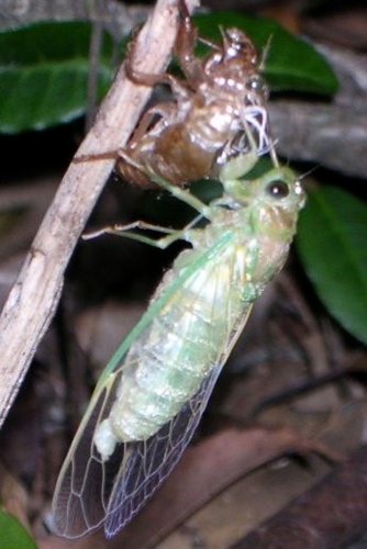 ヒメハルゼミの抜け殻探せ！　調査続け１９年目　天然記念物の山で１５個発見　茂原・鶴枝小