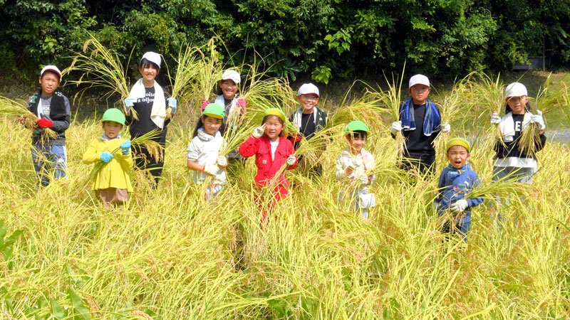 自分たちで作付けした稲を収穫して喜ぶ子どもたち＝９日、大多喜町