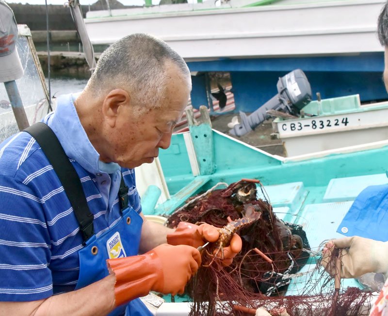 綿糸網にかかった伊勢エビは、陸揚げ後に網から取り外される＝２０２２年８月、鴨川市