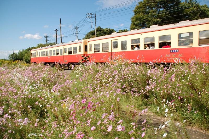 コスモス彩る小湊鉄道沿線　市原・西広　松井さん植栽、住民ら魅了
