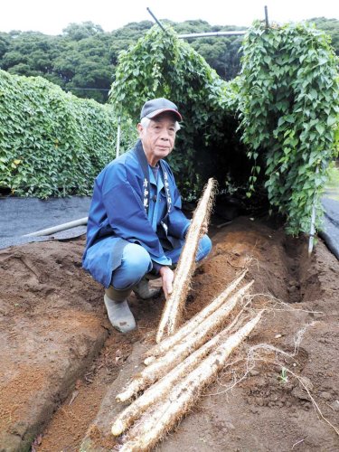 自慢の粘り　君津　特産自然薯、試し掘り　品質良好