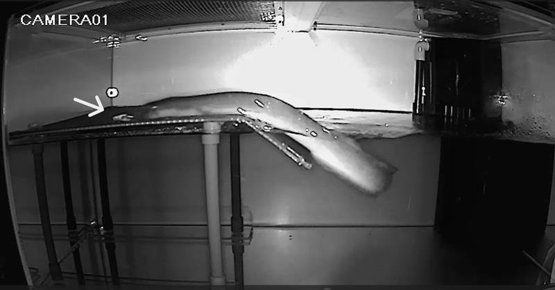 実験装置内で観察中、オオウナギが陸場に登り、矢印部分の先にいるコオロギを捕食する瞬間（脇谷さん提供）
