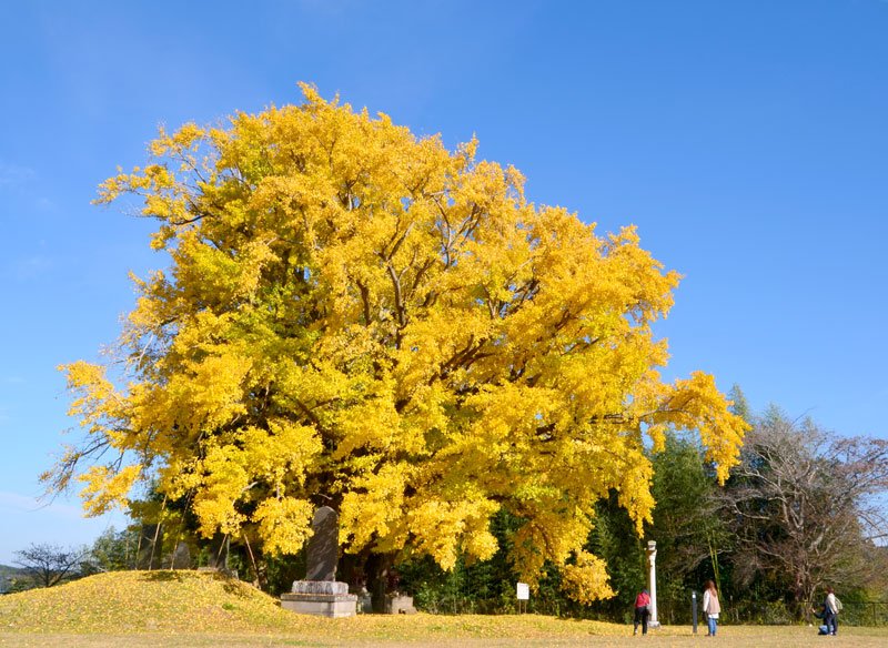 初冬の里山を鮮やかに彩る三峯神社の大イチョウ＝市原市