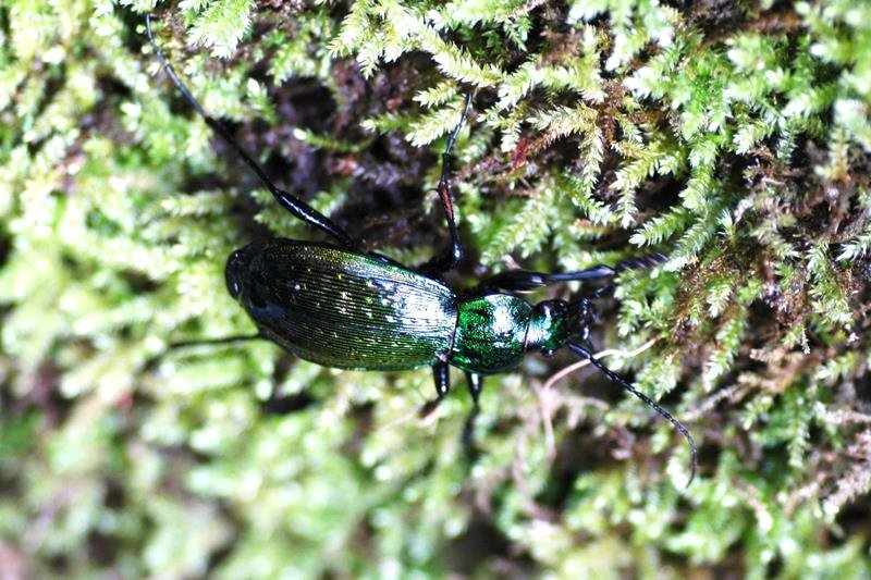 アワカズサオサムシ　房総の地史の生き証人　成田篤彦　【房総の草木虫魚】（４５８）