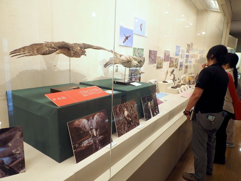 鳥と人の関わりを多角的な視点で紹介する企画展「鳥をめぐる物語」＝袖ケ浦市