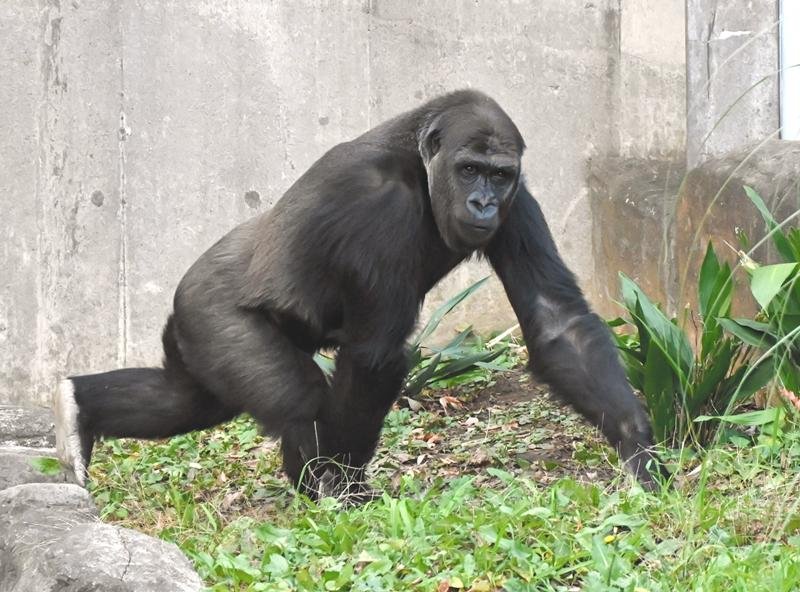 展示が始まったニシゴリラのモモカ。ニンジンが好物だという＝４日、千葉市動物公園