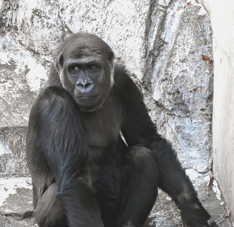 はじめまして、「モモカ」です。　新たなニシゴリラ展示始まる　上野から千葉市動物公園に