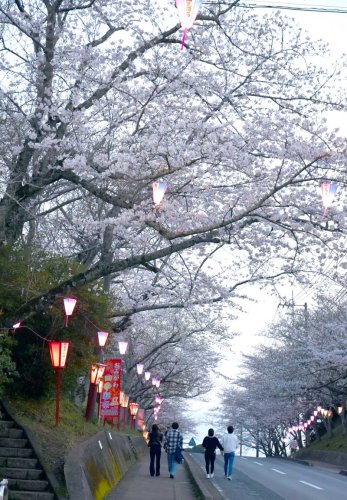 北総随一の名所点灯　香取　闇夜に桜光まとい