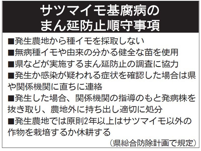 つるや葉が変色、枯れる　サツマイモ「基腐病」　千葉県、対策を強化　感染苗「持ち込まないで」