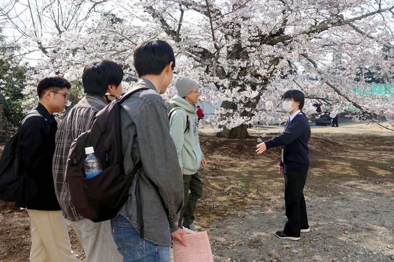 来場者に校内の桜を案内する生物部の生徒＝３月、山武市
