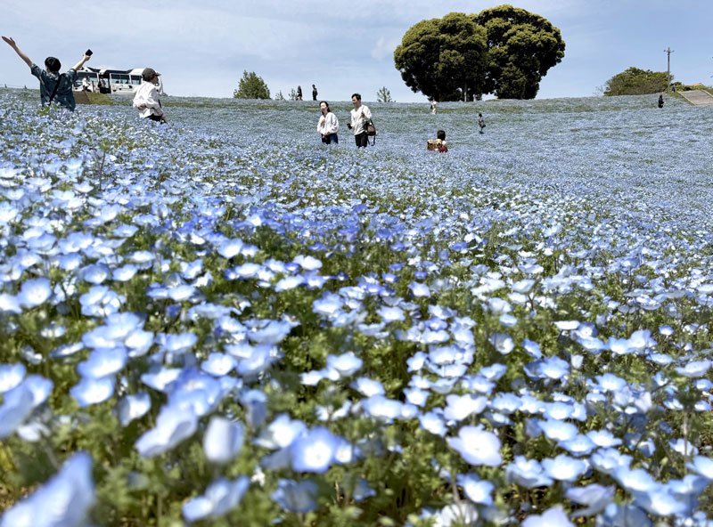 「花の谷」を青く染めるマザー牧場のネモフィラ＝２８日、富津市