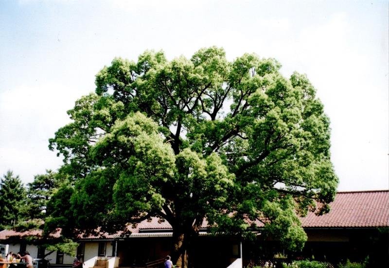 クスノキ＝２０１０年５月１６日、三鷹市野川公園（川名興撮影）
