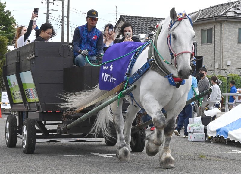 富里でフェスタ　馬と触れ合う　ばん馬の馬車　手入れ体験も