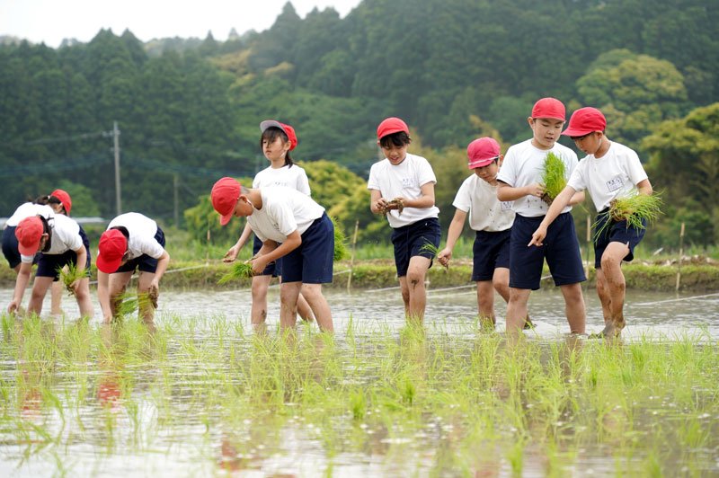 田植えを進める御宿小の児童＝７日、御宿町