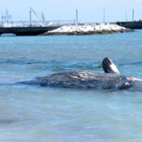 勝浦の海岸にマッコウクジラ　体長６メートル、暴風で迷い込む？
