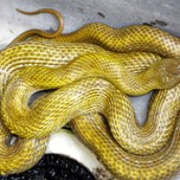 吉兆？　黄金のヘビ見つかる　市原